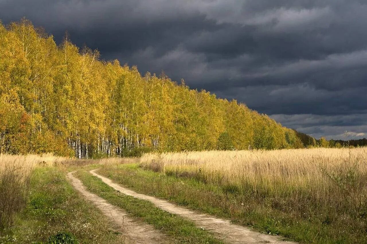 Осеннее поле. Пасмурный день. Пасмурная осень. Проселочная дорога. На дальнем поле звонко