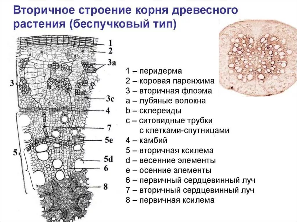 Анатомия растений ботаника. Вторичное строение корня двудольного растения. Строение корня древесного двудольного растения. Строение корня поперечный срез первичное и вторичное. Анатомическое строение корня двудольных растений.