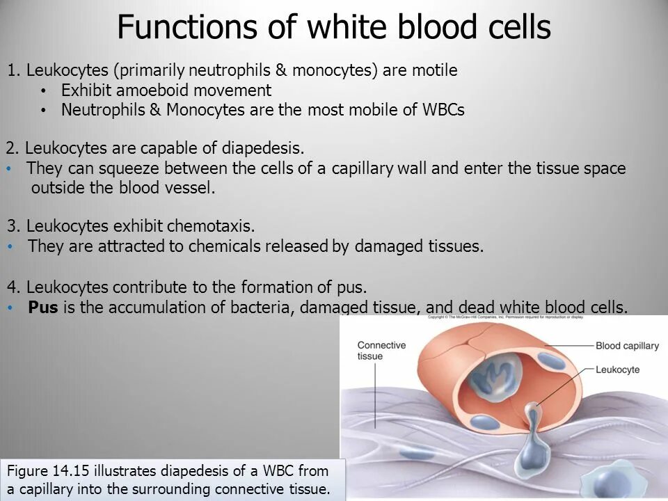 The function of White Blood Cells. White Blood Cells Cells. Leukocytes functions. Blood Cells functions.