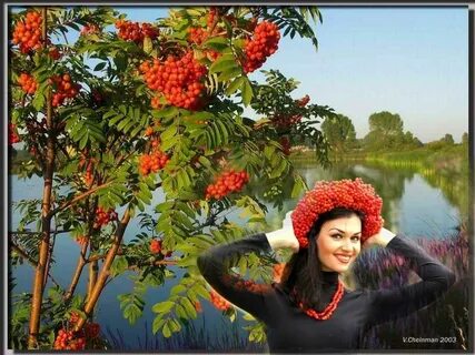 Ах рябина кудрявая