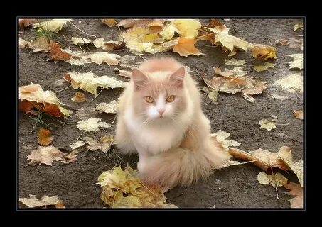 Скоро осень приколы