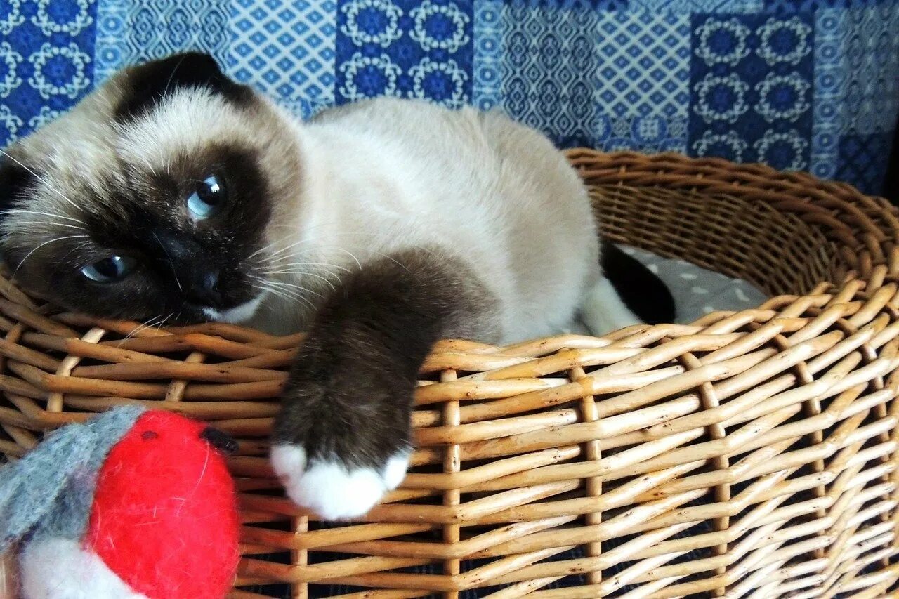 Сиамский скоттиш фолд. Сиамские вислоухие котята. Шотландская вислоухая сиамская кошка. Шотландская вислоухая сиамская кошка. Сиамский скоттиш фолд.