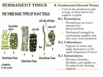 Plant tissues
