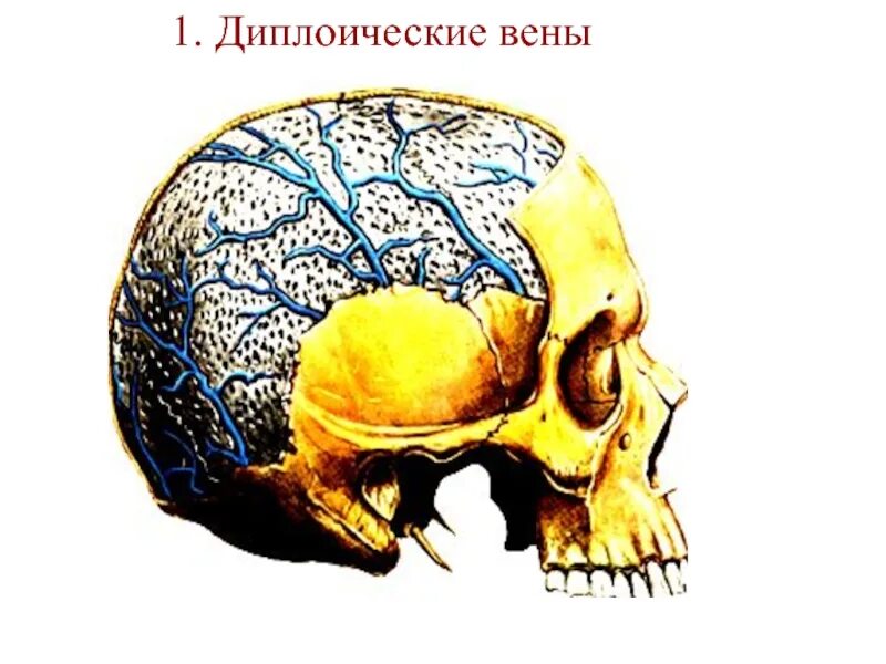 Венозный в черепе