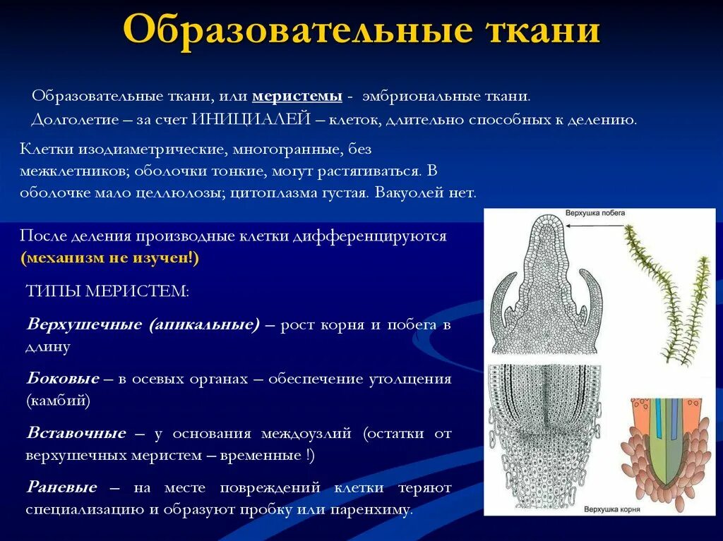 Апикальная меристема. Меристема ткань. Верхушечная апикальная меристема. Классификация меристем. Меристема рост в длину