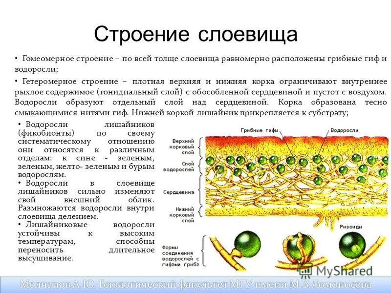 Организмы царства грибов и лишайников. Какую функцию выполняют водоросли лишайника. Какую функцию выполняют водоросли лишайника. Строение лишайника клетки водорослей грибница. Какую функцию выполняют водоросли лишайника.