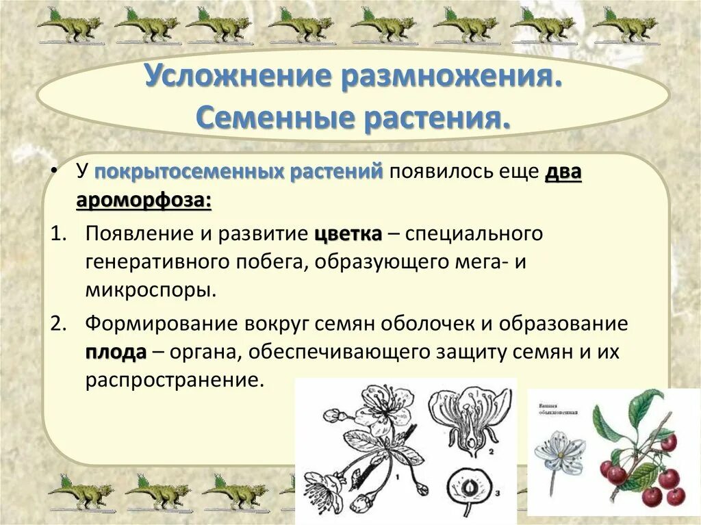 Три признака покрытосеменных. Размножение растений. Особенности размножения семенных растений. Семенное размножение покрытосеменных растений. Характеристики семенного размножения растений.