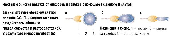Какая температура ведет к гибели микробов. Какая температура ведет к гибели микробов