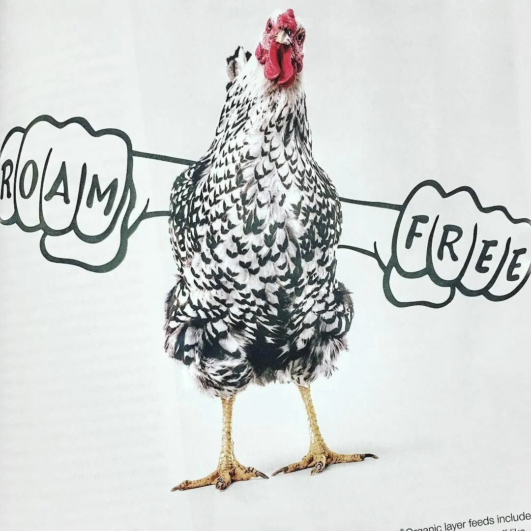 Реклама курочки. Реклама курицы. Курица надпись. Крутая курица с надписью. Курица реклама,надпись.