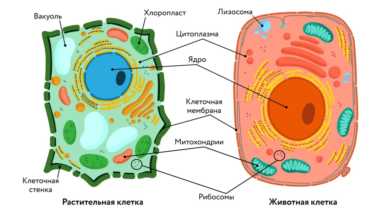 Цитоплазматическая мембрана растительной клетки. Клетка эукариот растения. Цитоплазма растительная клетка 10 класс. Строение растительной клетки 10 класс биология. Рисунок растительной клетки с обозначениями 6 класс