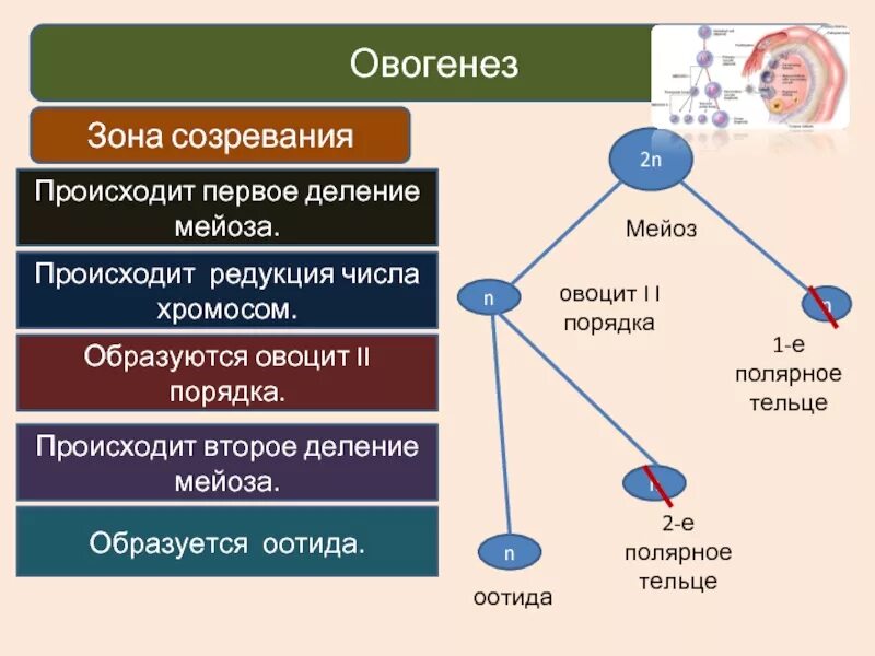 Зона созревания овогенеза. Ооцит 2 порядка набор хромосом. Овоцит второго порядка. Овоцит второго порядка набор хромосом. Редукция числа хромосом происходит во время