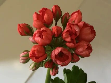 Семена пеларгонии тюльпановидной