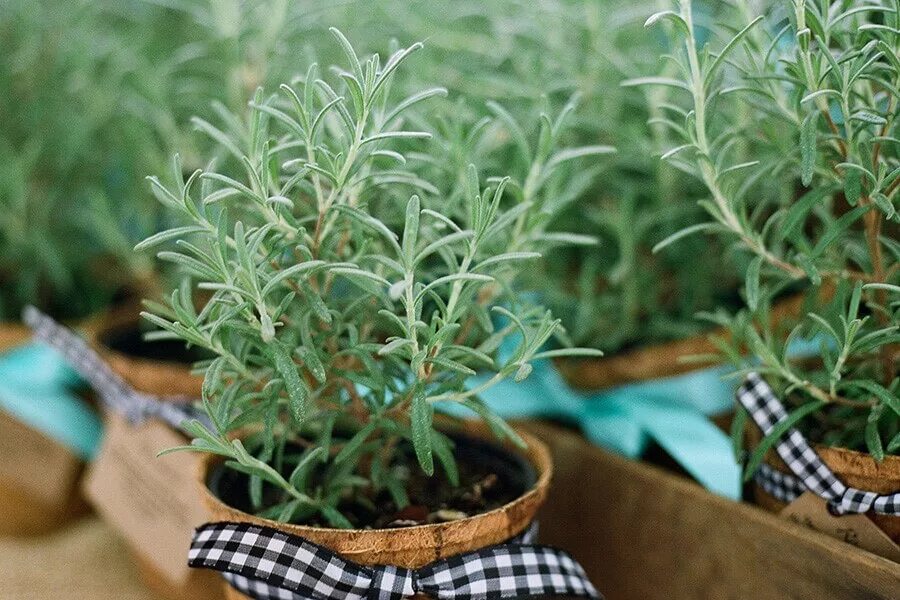 укорененные черенки розмарина. укоренить розмарин. розмарин черенками вырастить. розмарин размножение черенками. укорененные черенки розмарина.