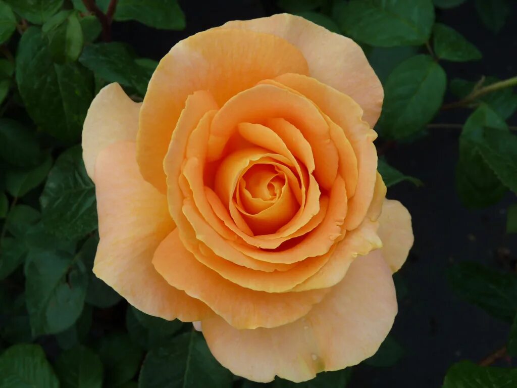 Candlelight Beautiful rose flowers, Beautiful flowers garden, Beautiful flowers
