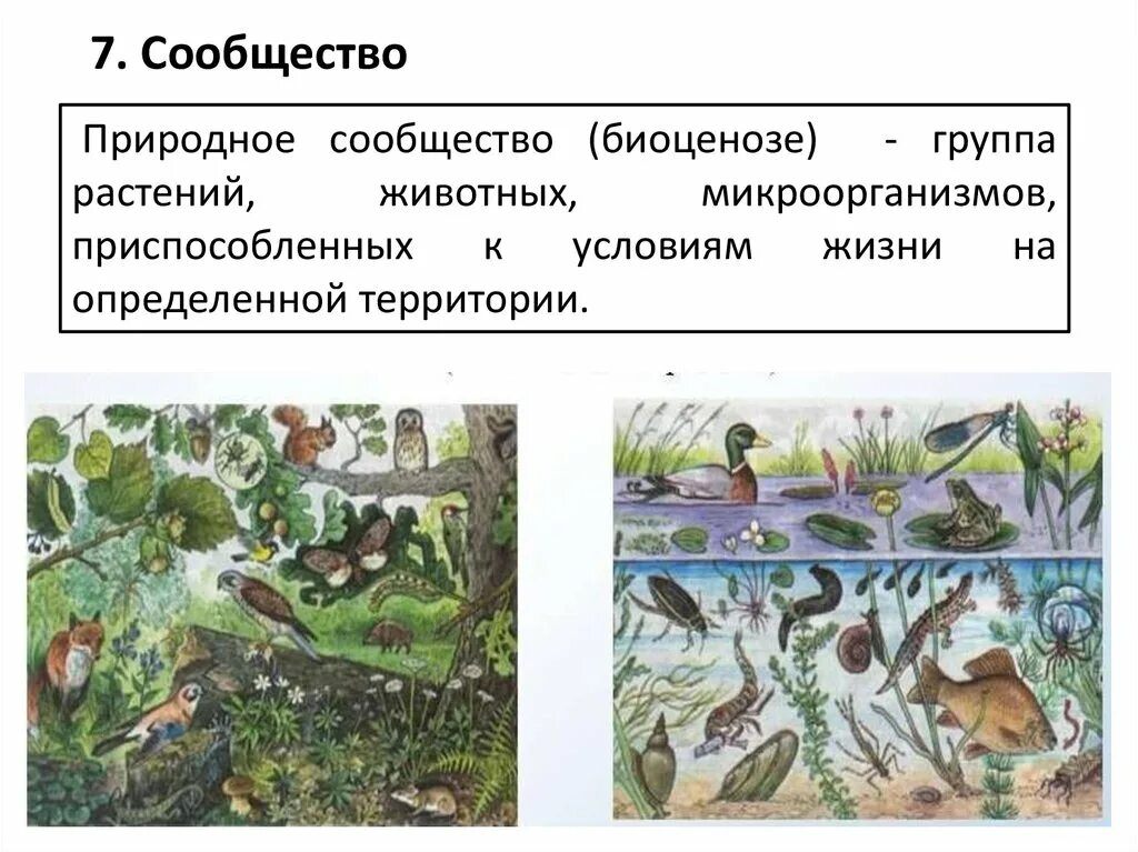 Пары соответствия природного сообщества. Природные сообщества биология. Наземные природные сообщества. Биоценотический уровень. Биоценотический уровень организации.