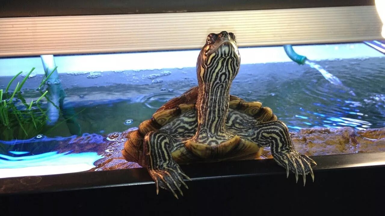 Температура в аквариуме черепахи. Температура в аквариуме черепахи. Камень в аквариум для красноухой черепахи. Аквариум для красноухой черепахи. Уровень воды в аквариуме для красноухой черепахи.