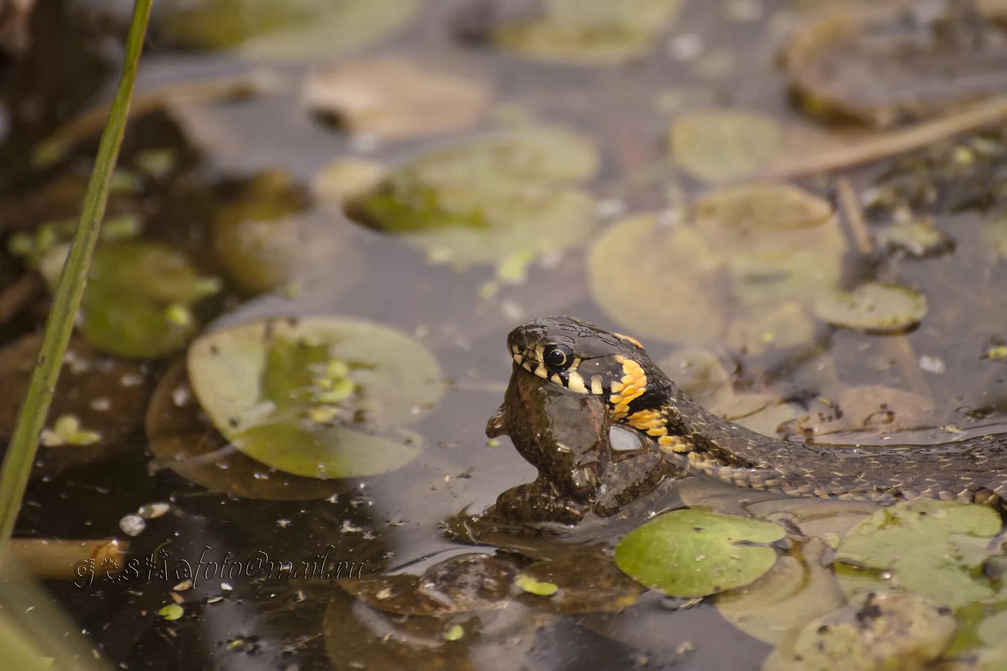 Прими уж. Крупный уж. Обыкновенный уж. Обыкновенный уж. Уж питается.