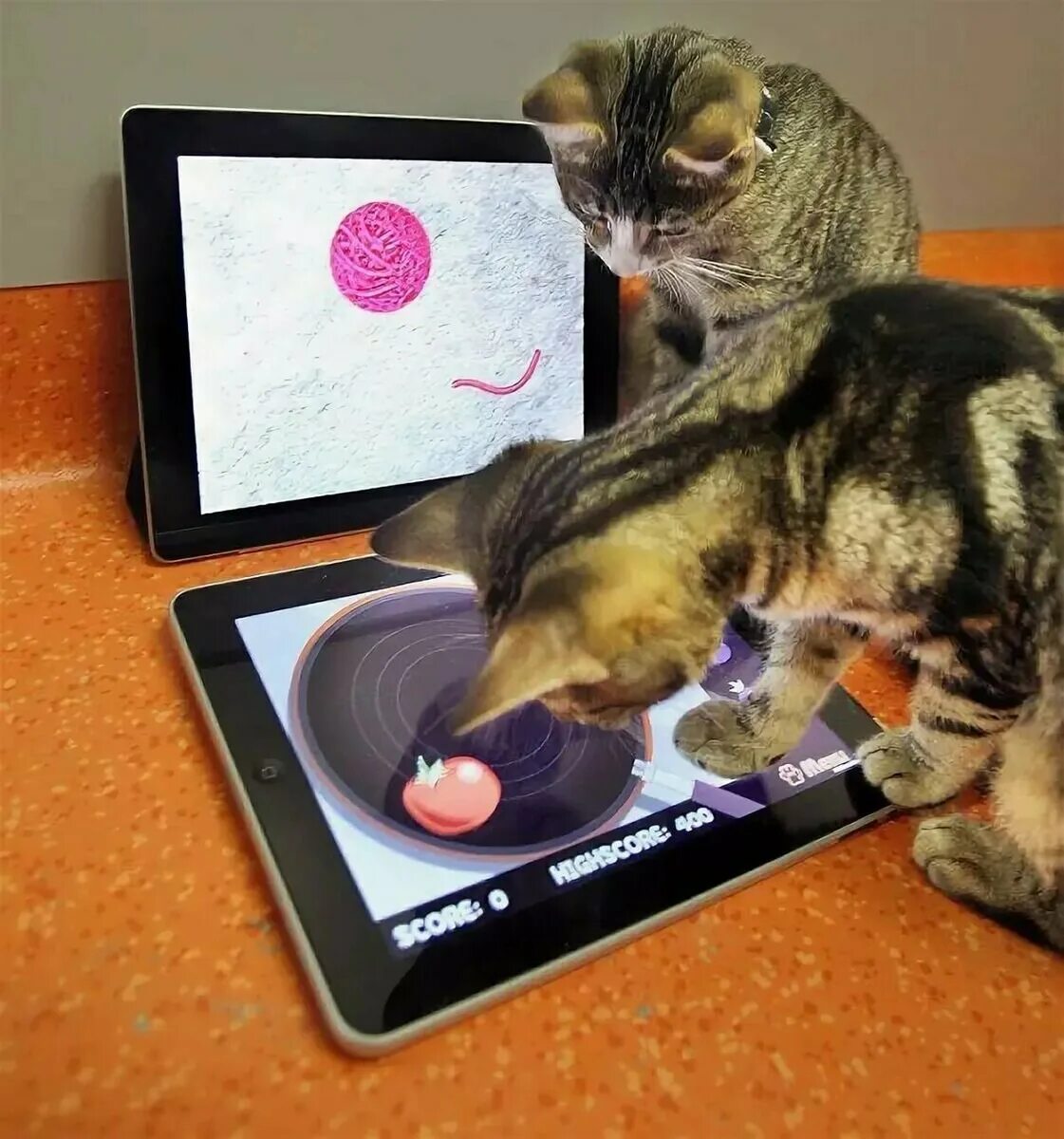 Котики которые играют в игры