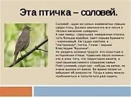 Голоса птиц словами. Соловей описание. Рассказ про соловья. Соловей доклад. Что рассказать детям о Соловье.