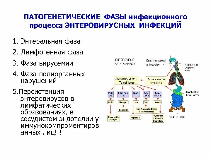 Фазы патогенеза энтеровирусной инфекции. Фазы инфекционного процесса. Стадии инфекционного процесса. Сезонность энтеровирусной инфекции. Для энтеровирусной инфекции характерны