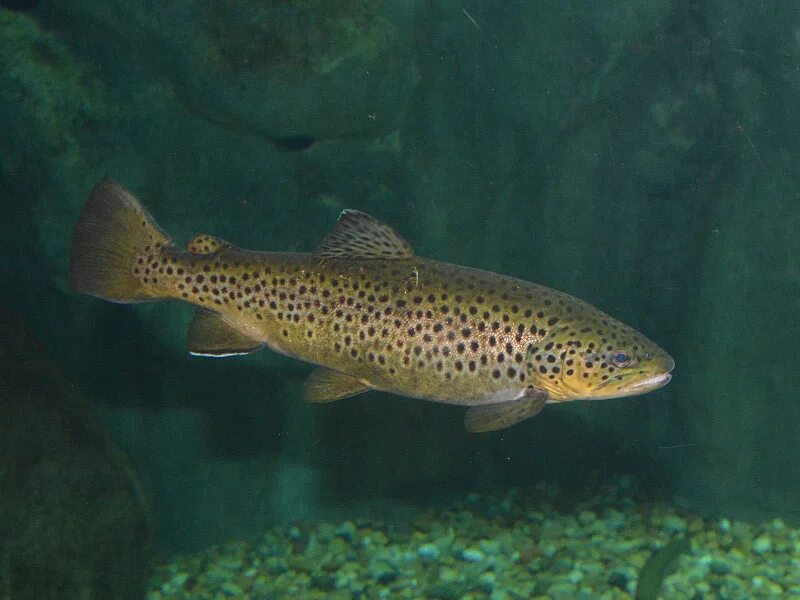 Brown Trout - Picture of Montana Angler Fly Fishing, Bozeman - Tripadvisor
