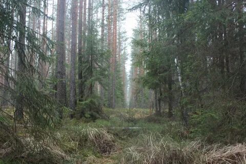 Лес великий новгород