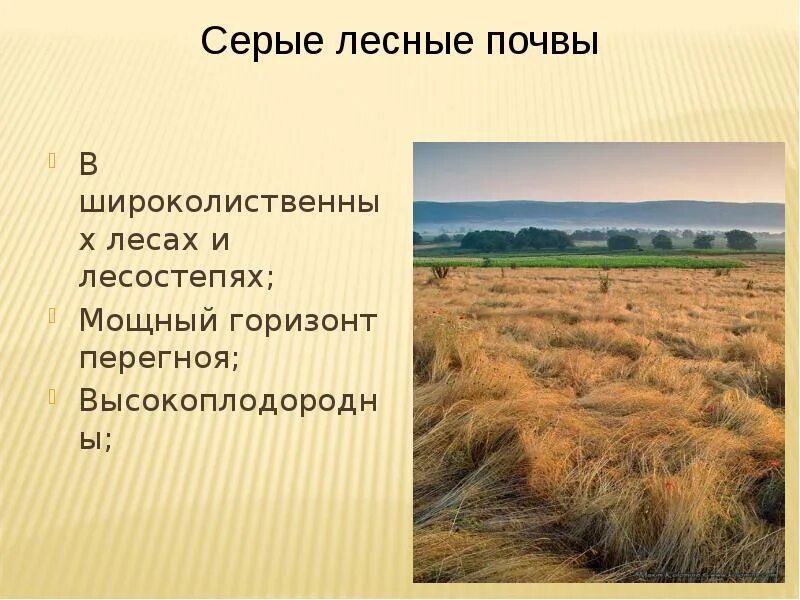 Климатический пояс лесостепи в россии. Почвы лесостепи. Лесостепи и степи почва. Почвы лесостепи в России. Серые Лесные почвы.