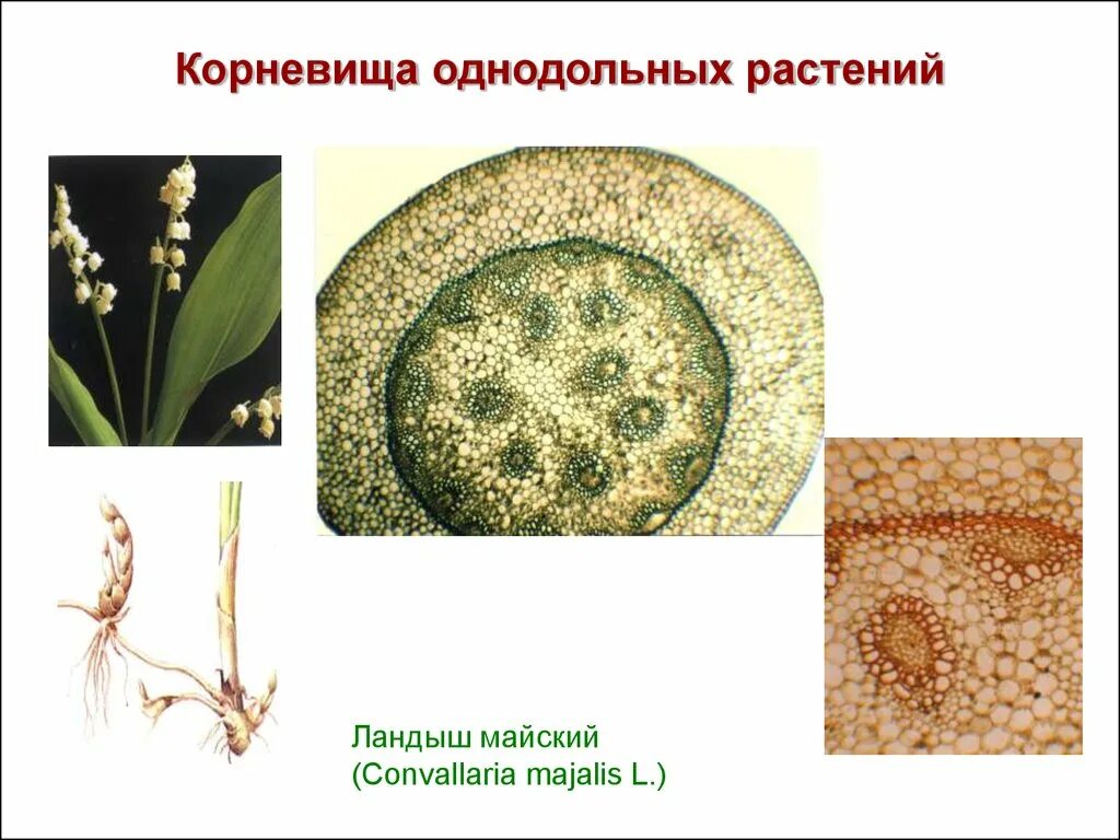 Корни двудольных и однодольных растений. Корневище двудольного растения Анатомическое строение. Строение корневищ однодольных растений. Строение стебля однодольного растения. Корневище однодольного растения Анатомическое строение.