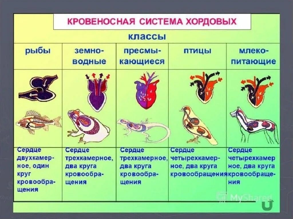 Сравните особенности развития позвоночных животных заполните таблицу. Схемы кровеносносной системы позвоночных. эволюция кровеносной системы позвоночных таблица. строение кровеносной системы позвоночных животных 6 класс. эволюция кровеносной системы позвоночных животных.