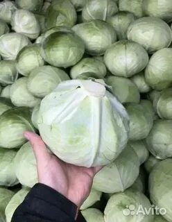 Капуста свежая оптом