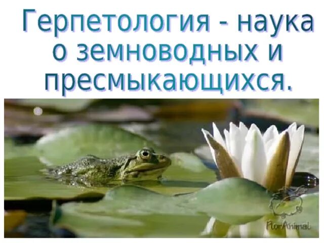 Название наук изучающих животных. Что изучает герпетология. Герпетология. Разделы биологии зоология. Герпетология.