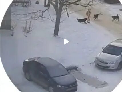 В калуге собака напала на девочку