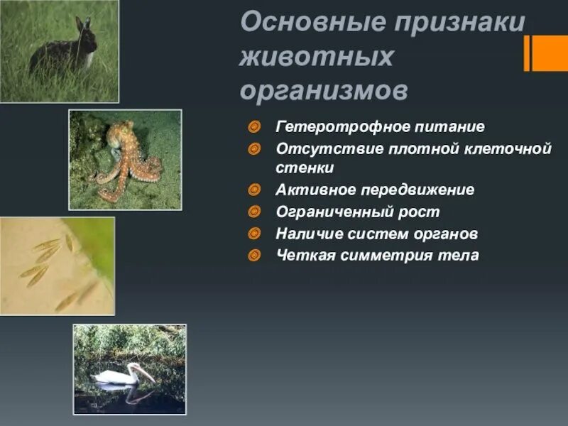 Animal organism. Признаки животного организма. Основные признаки животных. Особенности животных организмов. Основные признаки животных организмов.