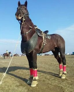 Қыз камераға қарап трахает жасайды