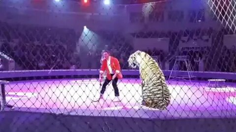 В кисловодском цирке львы напали