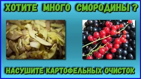 Крахмал для смородины