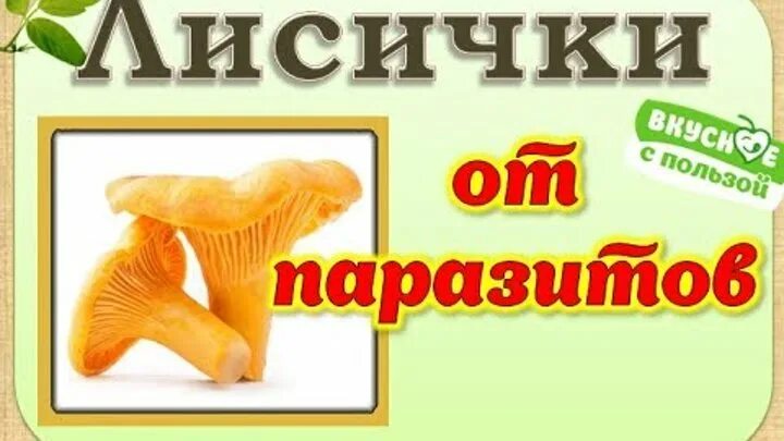 Почему в лисичках нет червей