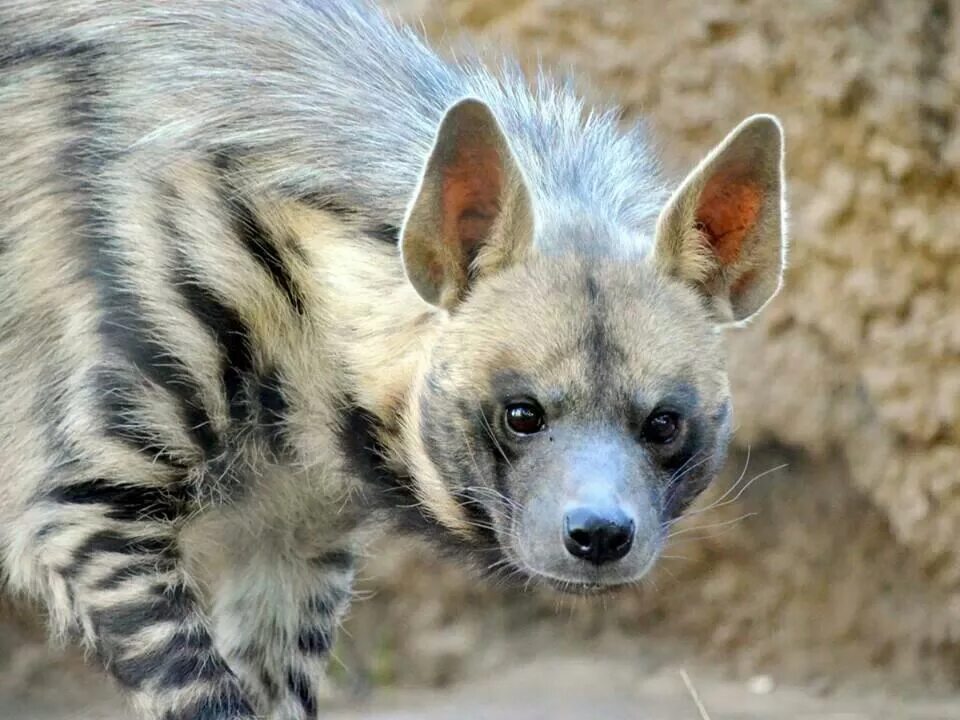 Полосатая гиена фото. Полосатая гиена. полосатая гиена (hyaena hyaena). полосатая гиена щенок. полосатая гиена самка.