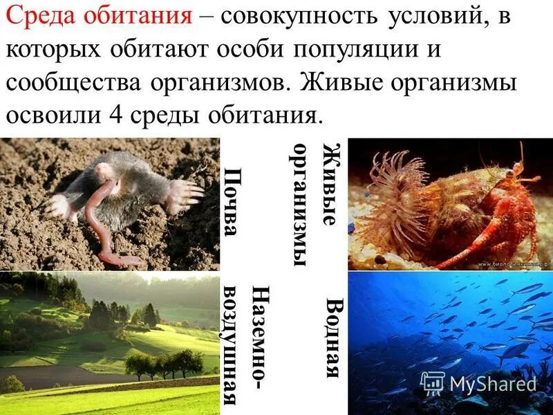среда обитания. особенности среды. сообщество организмов их среда обитания называется. среды обитние организмов. среда обитания.