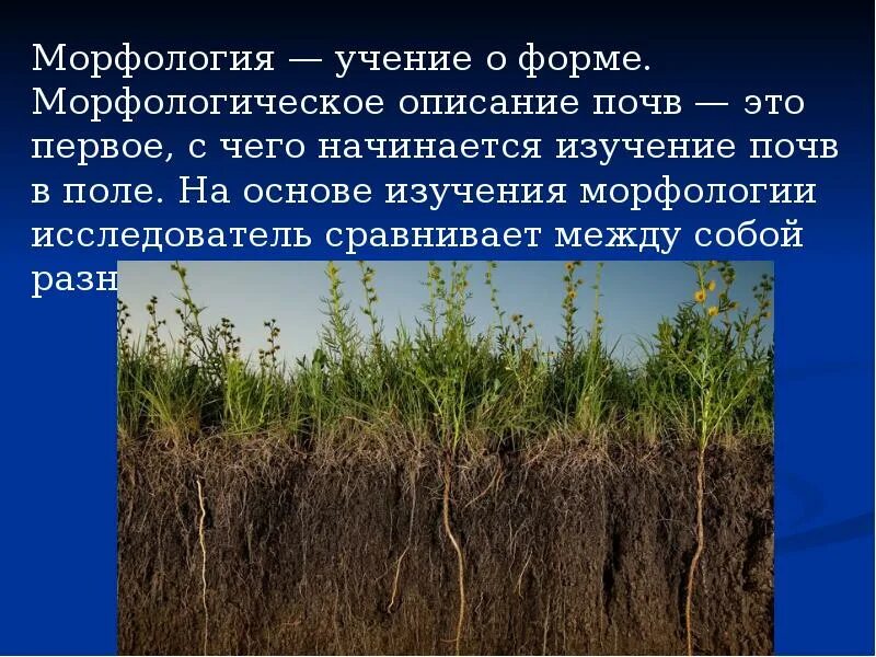 Виды почв описание. Морфологическое описание почвы. морфологическое строение почвы. описание почвы. строение и морфологические признаки почв.