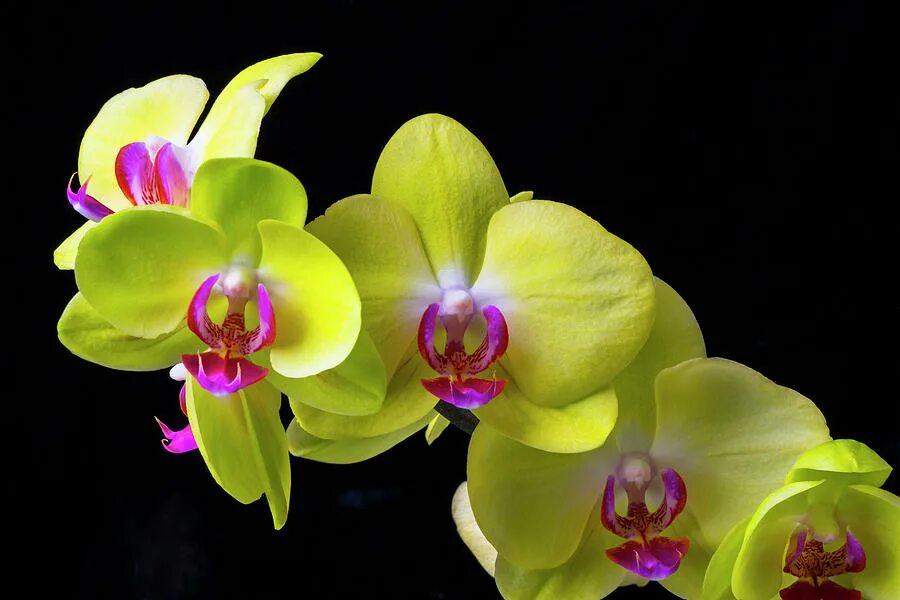 Красно желтая орхидея. Фаленопсис Аполлон жёлтый. Фаленопсис Еллоу. Жёлтая Орхидея фаленопсис. Орхидея фаленопсис Еллоу.