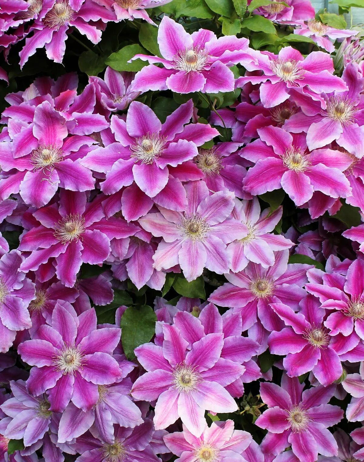 Клематис доктор рупель. Клематис сорт доктор руппель. Клематис сорт доктор руппель. Клематис руппель. Клематис сорт доктор руппель.