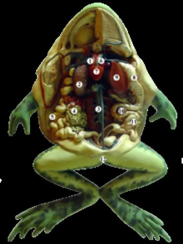 Спинная лягушка. Спинной лимфатический мешок у лягушки. Исследования на лягушках. Желчный пузырь у лягушки.