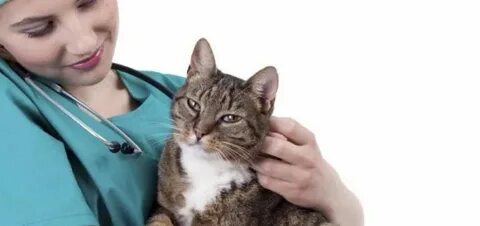 Почему взрослые коты