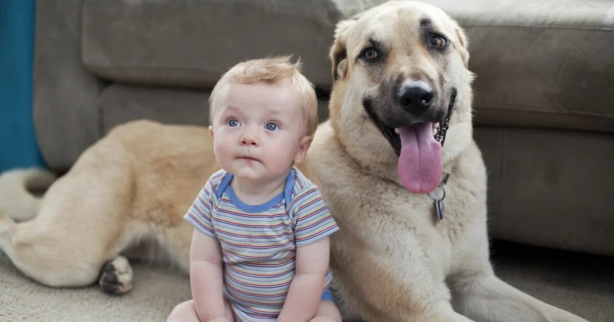 Dogs is little