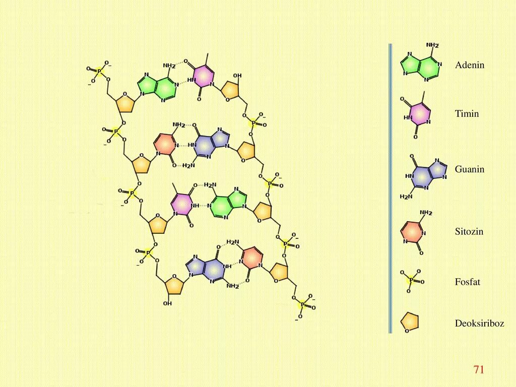 Замена аденина на тимин изменение плоидности клетки. Timin. Рисунок ДНК аденин Тимин. Аденин гуанин цитозин Тимин урацил пары. Timin nuklyatiti.