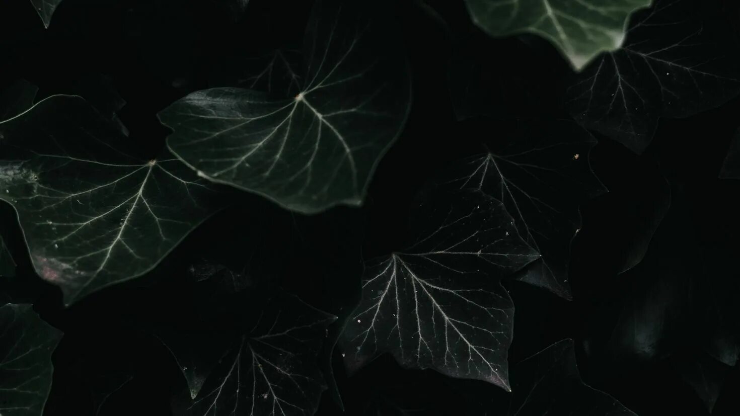 Черный плющ. Плющ. Темные листья. Темно зеленые листья. Листья на темном фоне.