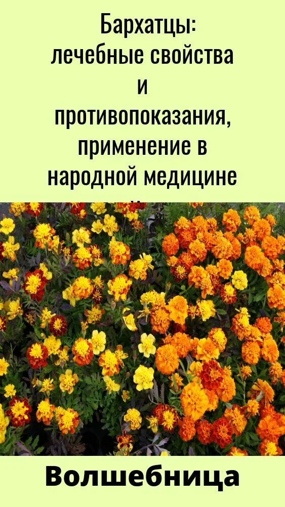 Шафраны и бархатцы отличия. Бархатец строение. Цветы бархатцы лечебные. Бархатцы чернобривцы. Бархатцы соцветия.