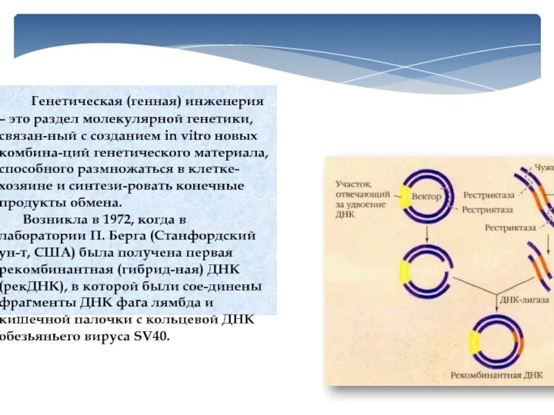 Генная инженерия используется для. Генная инженерия днк. понятие о генной инженерии. способы конструирования рекомбинантных днк.. основные этапы конструирования рекомбинантных днк.