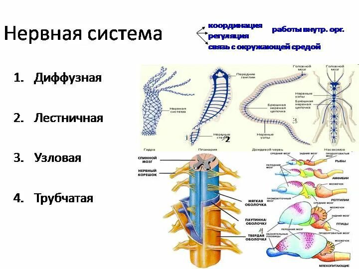 Типы нервной системы диффузная лестничная Узловая трубчатая. Типы нервной системы диффузная Узловая трубчатая. Типы нервной системы человека биология. Нервная система трубчатого типа. Диффузно разбросанная нервная система